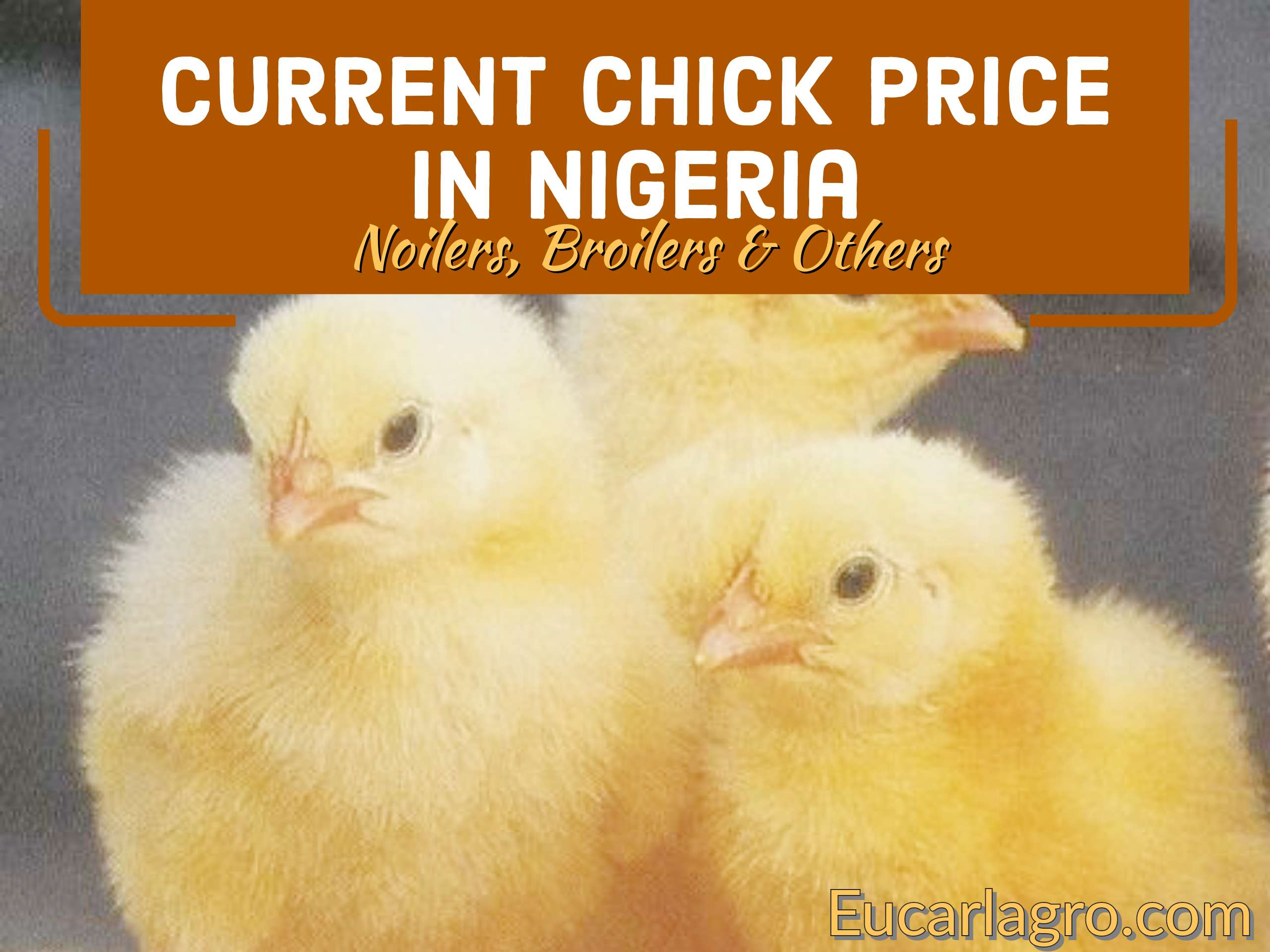 Current Chick Price In Nigeria 2022 Noilers Broilers And More