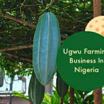 Ugwu Farming Business In Nigeria