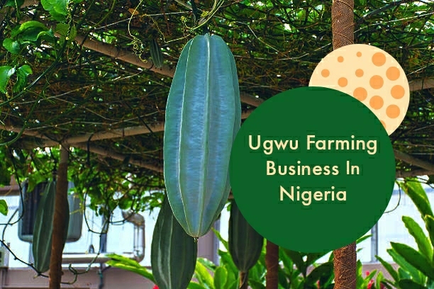 How to Start Ugwu Farming Business In Nigeria