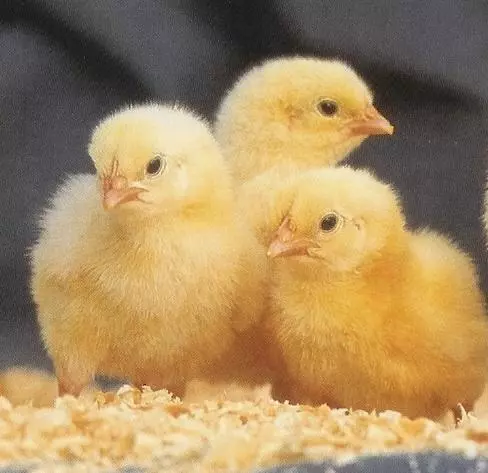current chick price of Broilers