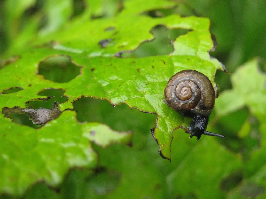 What Food Do Snails Eat To Grow Big: Snails love leaves and vegetables 