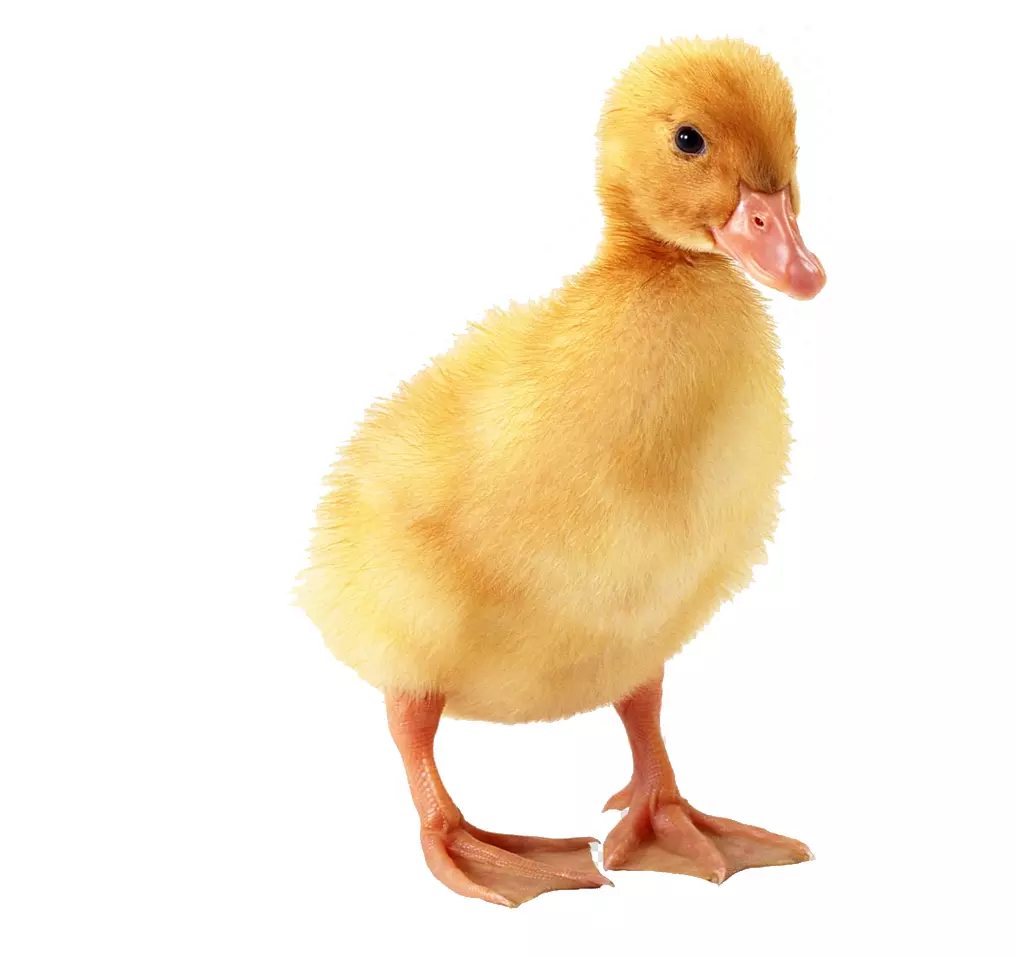 current chick price of Duck (DOC)