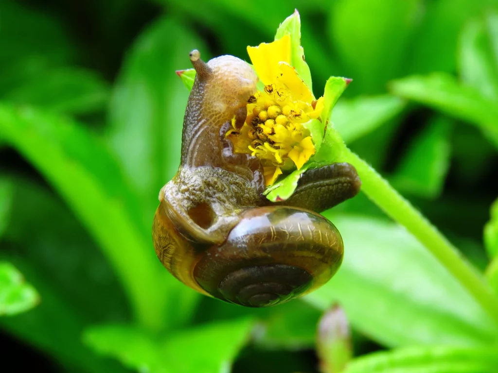What Food Do Snails Eat To Grow Big: Edible Flowers