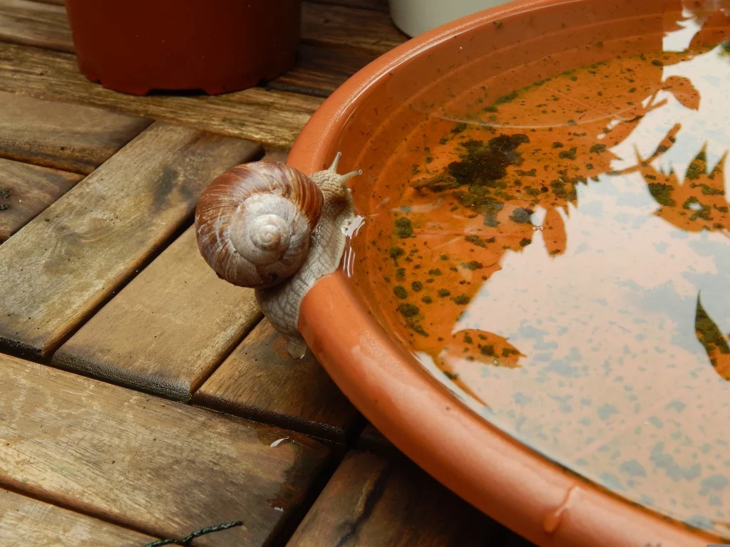 What Food Do Snails Eat To Grow Big: Non- Chlorinated water