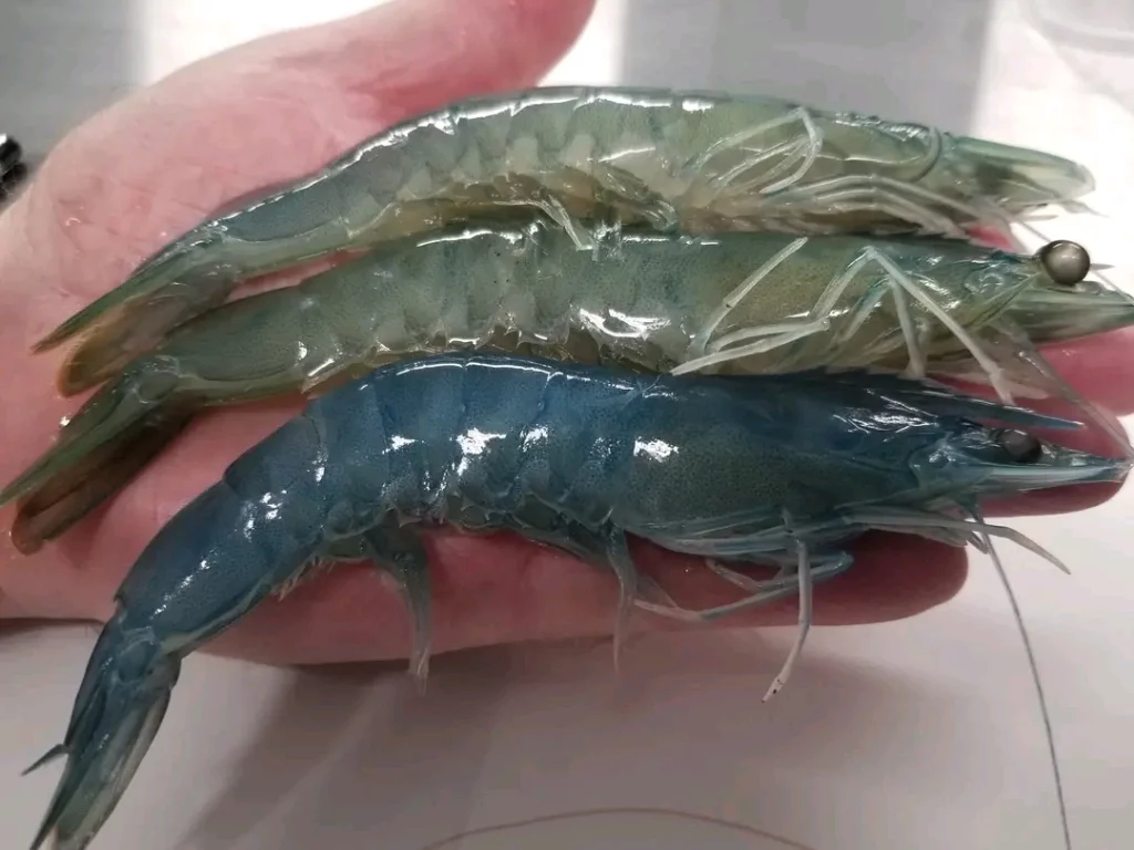 How To Start Shrimp Farming In Nigeria: Mature Shrimps
