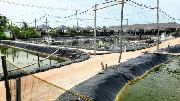 How To Start Shrimp Farming In Nigeria:  Construct your Pond