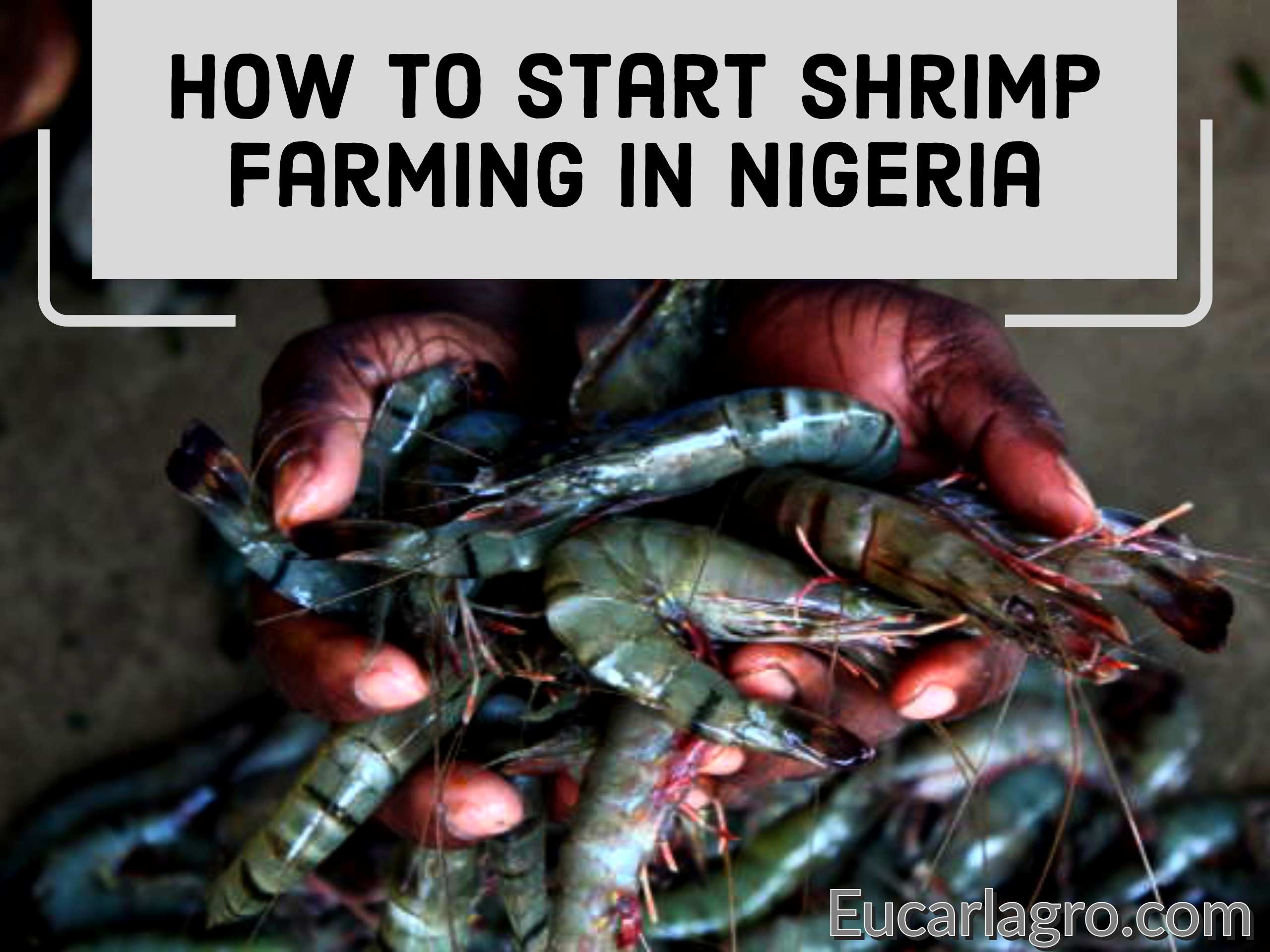 How To Start Shrimp Farming In Nigeria