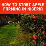 How to start apple farming in Nigeria