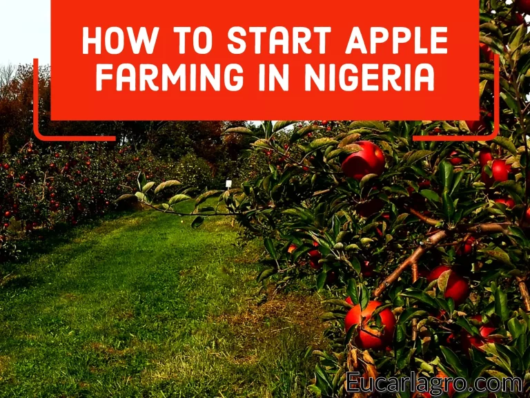 How to Start Apple Farming in Nigeria