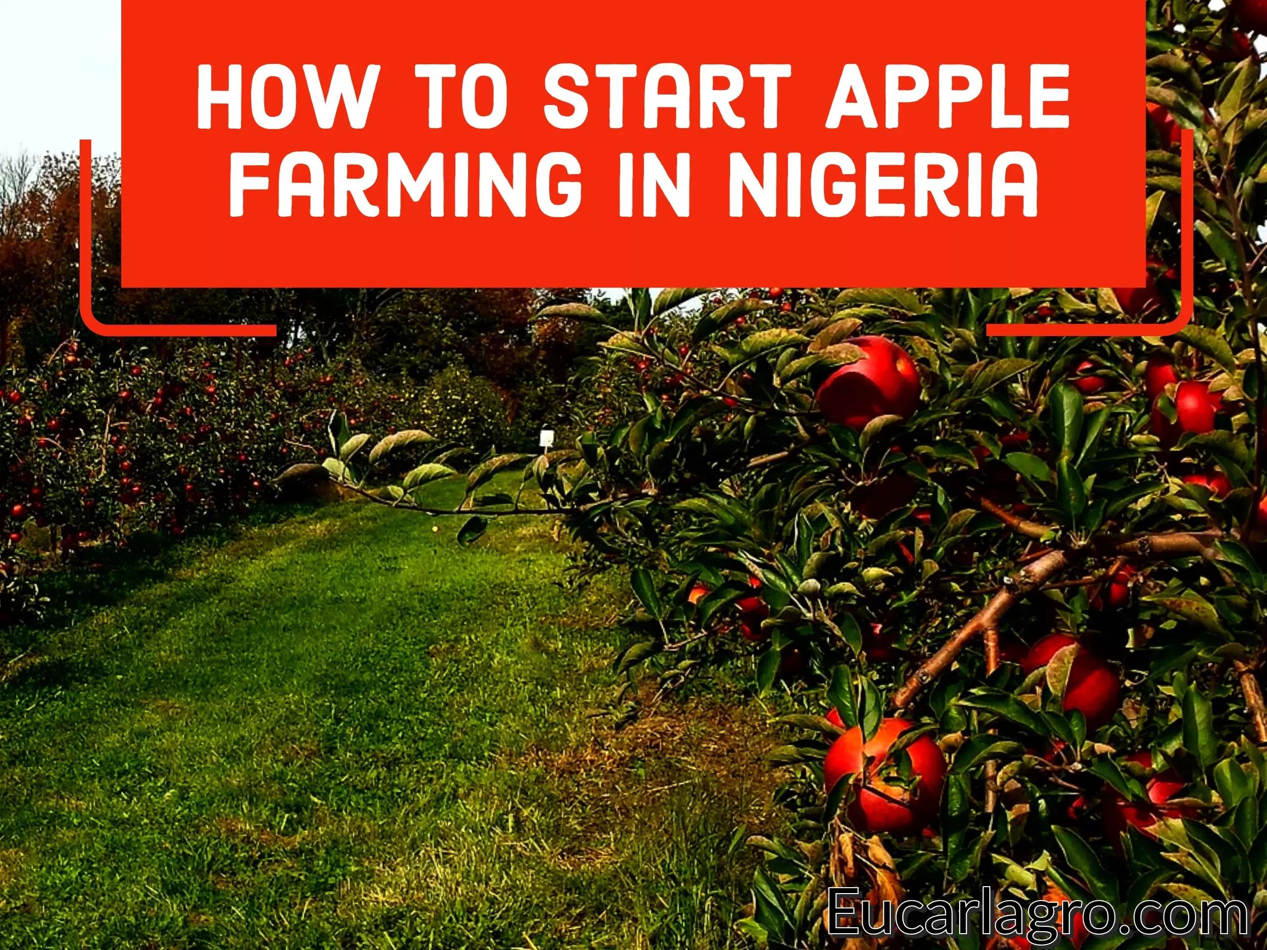 How to start apple farming in Nigeria