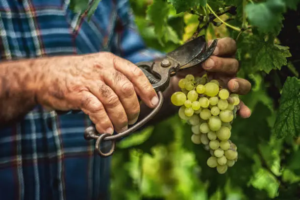 How to start grape farming in Nigeria: Harvesting 