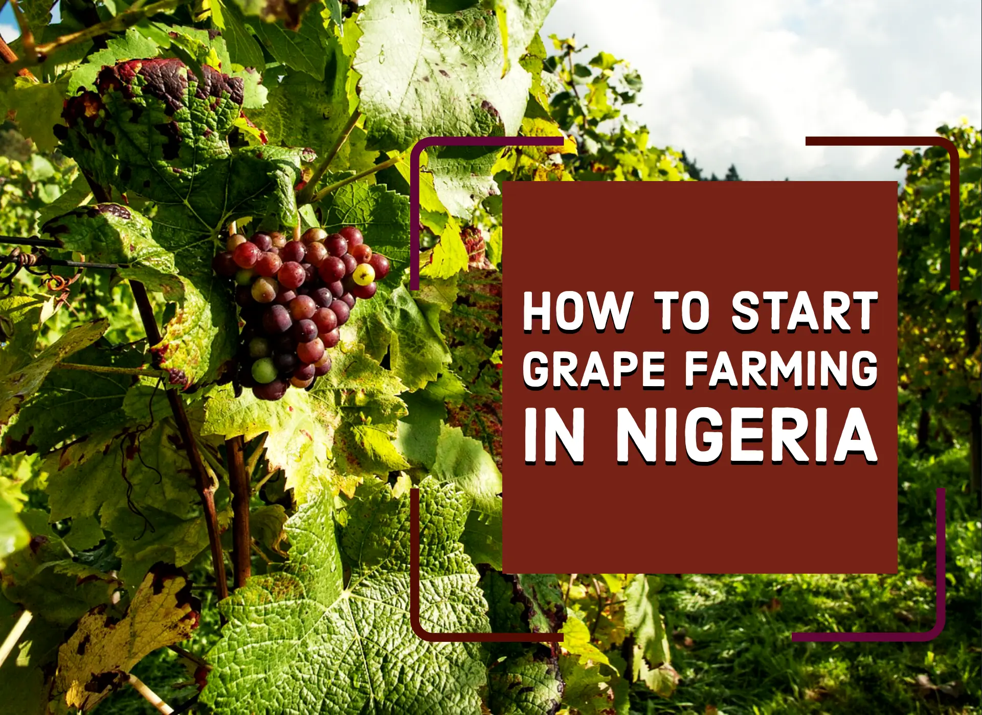 How to start grape farming in Nigeria