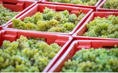 How to start grape farming in Nigeria: Storage