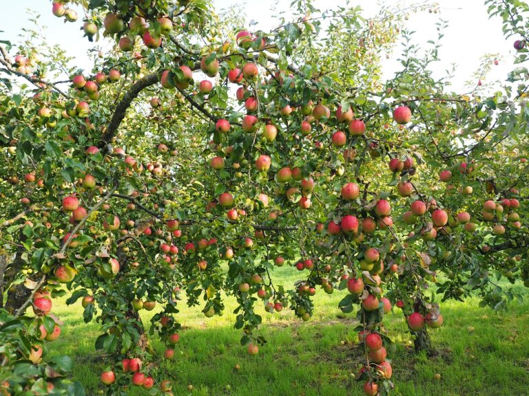 How to Start Apple Farming in Nigeria: [Complete Guide 2024]