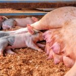 How to Start Pig Farming Business in Nigeria