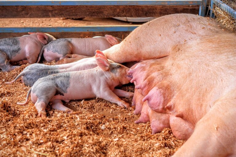 How to Start Pig Farming Business in Nigeria (2023)