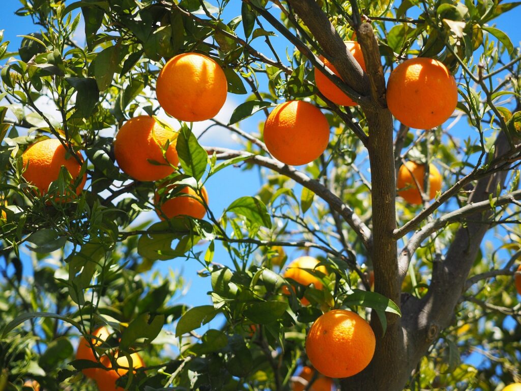 How to Start Orange Farming Business