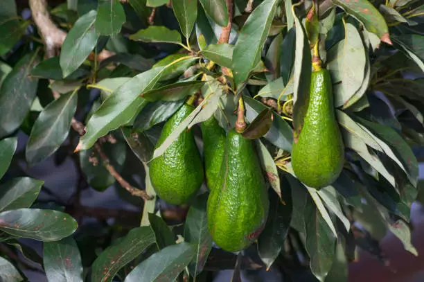 Avocado Pear Farm