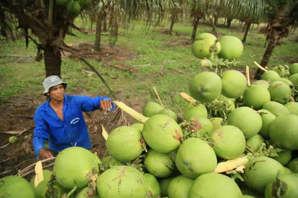 Coconut Farming in Nigeria