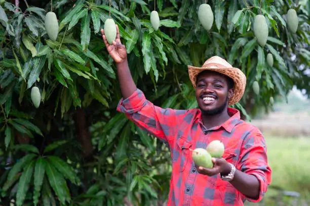 Easy Ways to Start Mango Farming Business in Nigeria (2023)