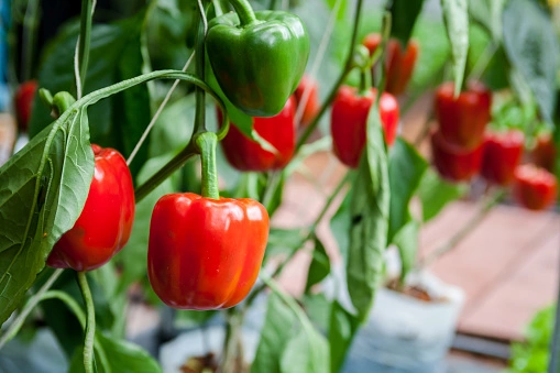 How To Start Pepper Farming Business in Nigeria (2023): Complete Guide