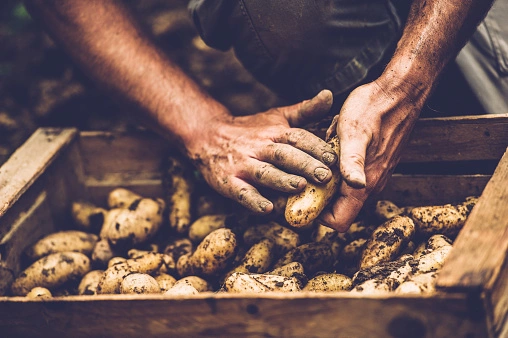 Start Potato Farming in Nigeria