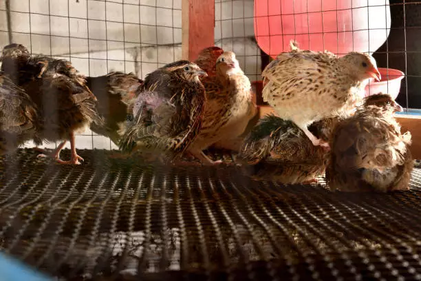 How To Start a Quail Farming in Nigeria [Detailed Guide]