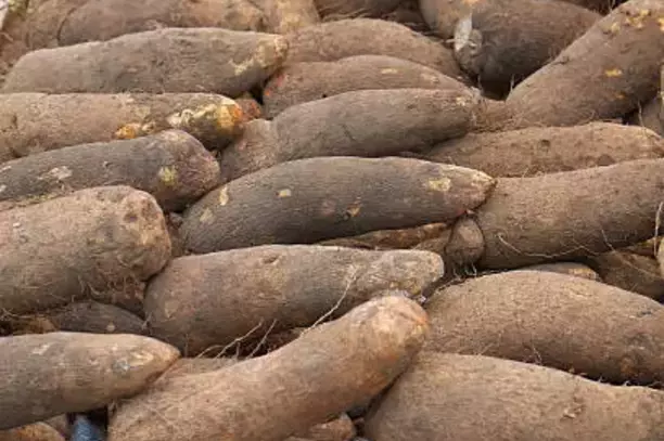 How to Start Yam Farming in Nigeria